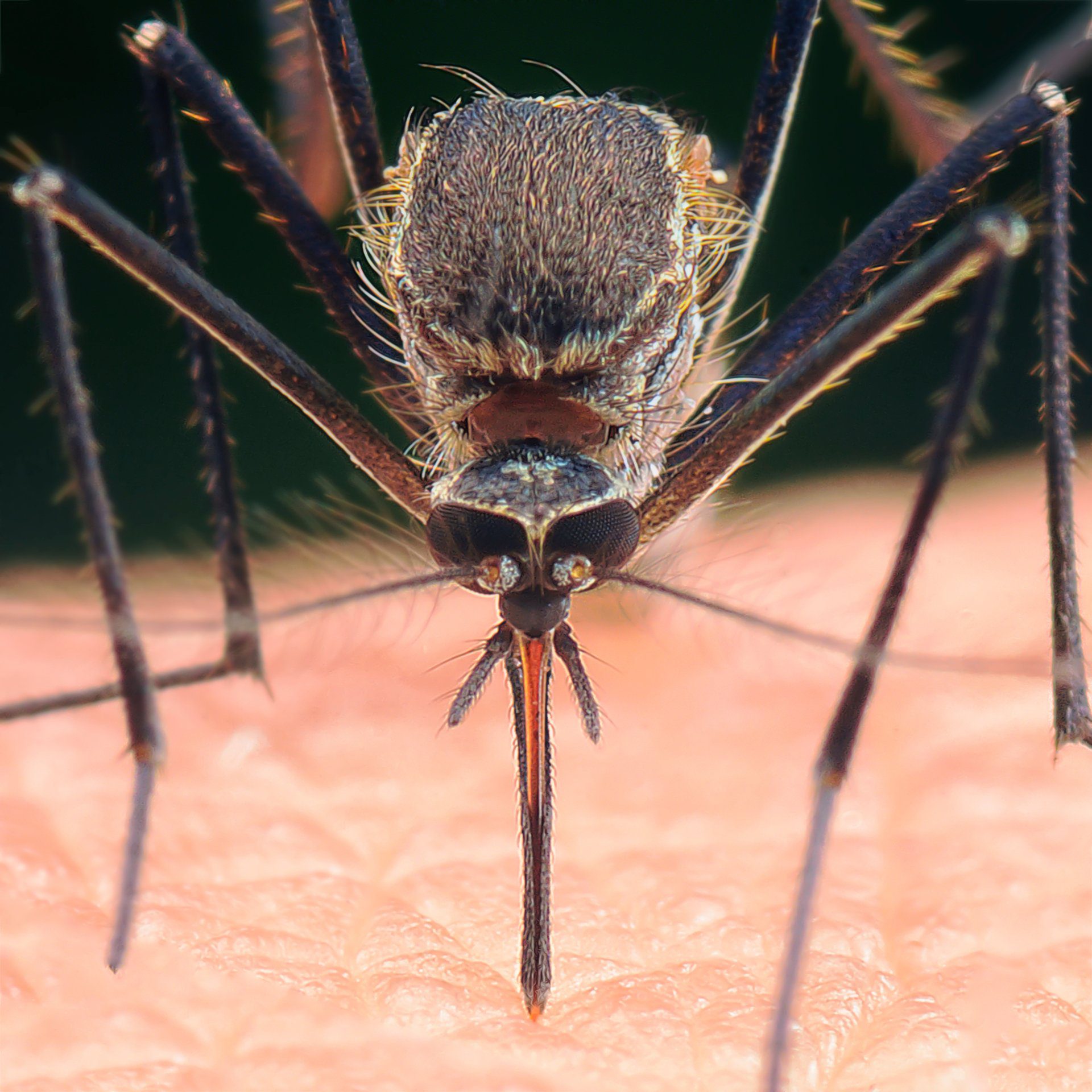 Close up image of a mosquito