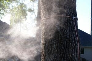 misting system on a tree