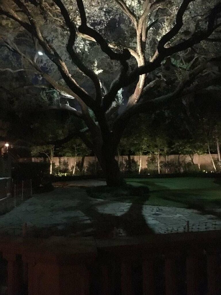 huge tree with lighting up the branches