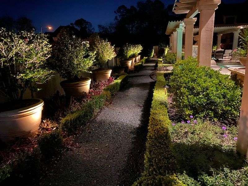 pathway surrounded by lit up plants