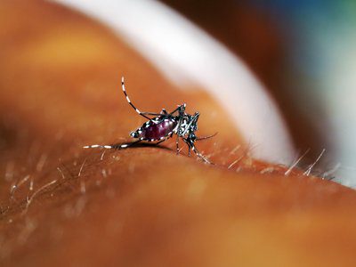 mosquito control houston