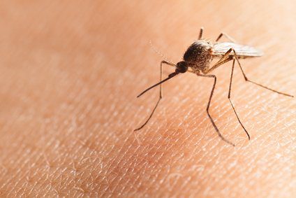 mosquito yard treatment
