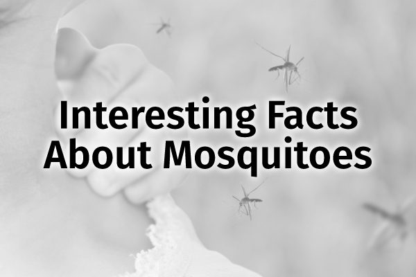 A bunch of mosquitoes flying around a couple with the words, "interesting facts about mosquitoes."