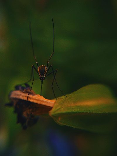 mosquito spray service houston