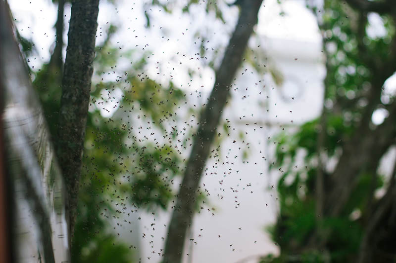 mosquito control houston