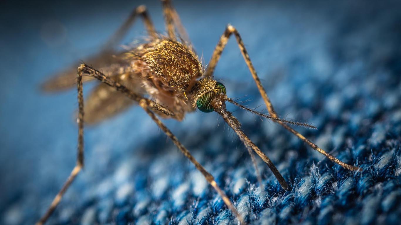 mosquito misting system houston