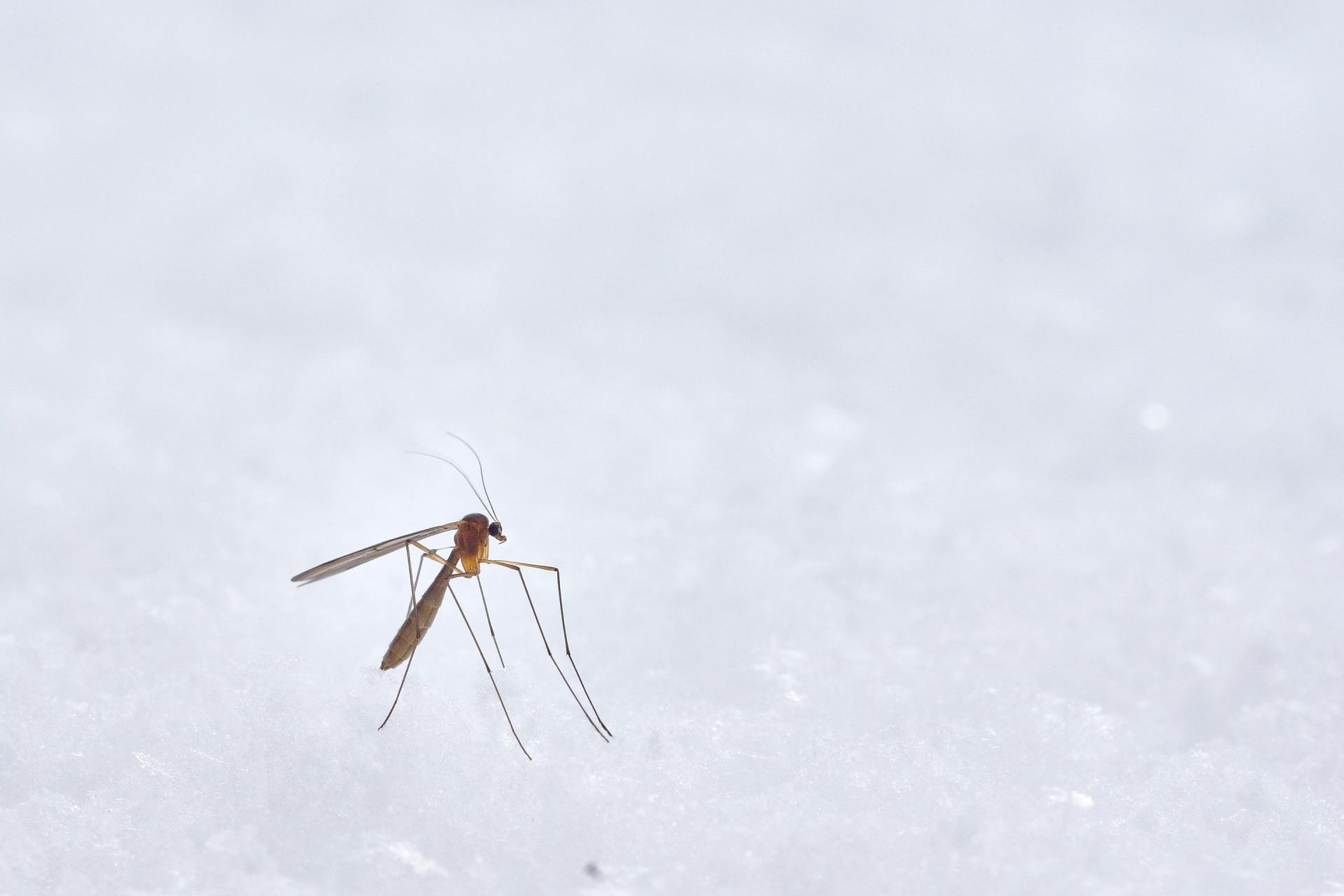 mosquito misting system houston