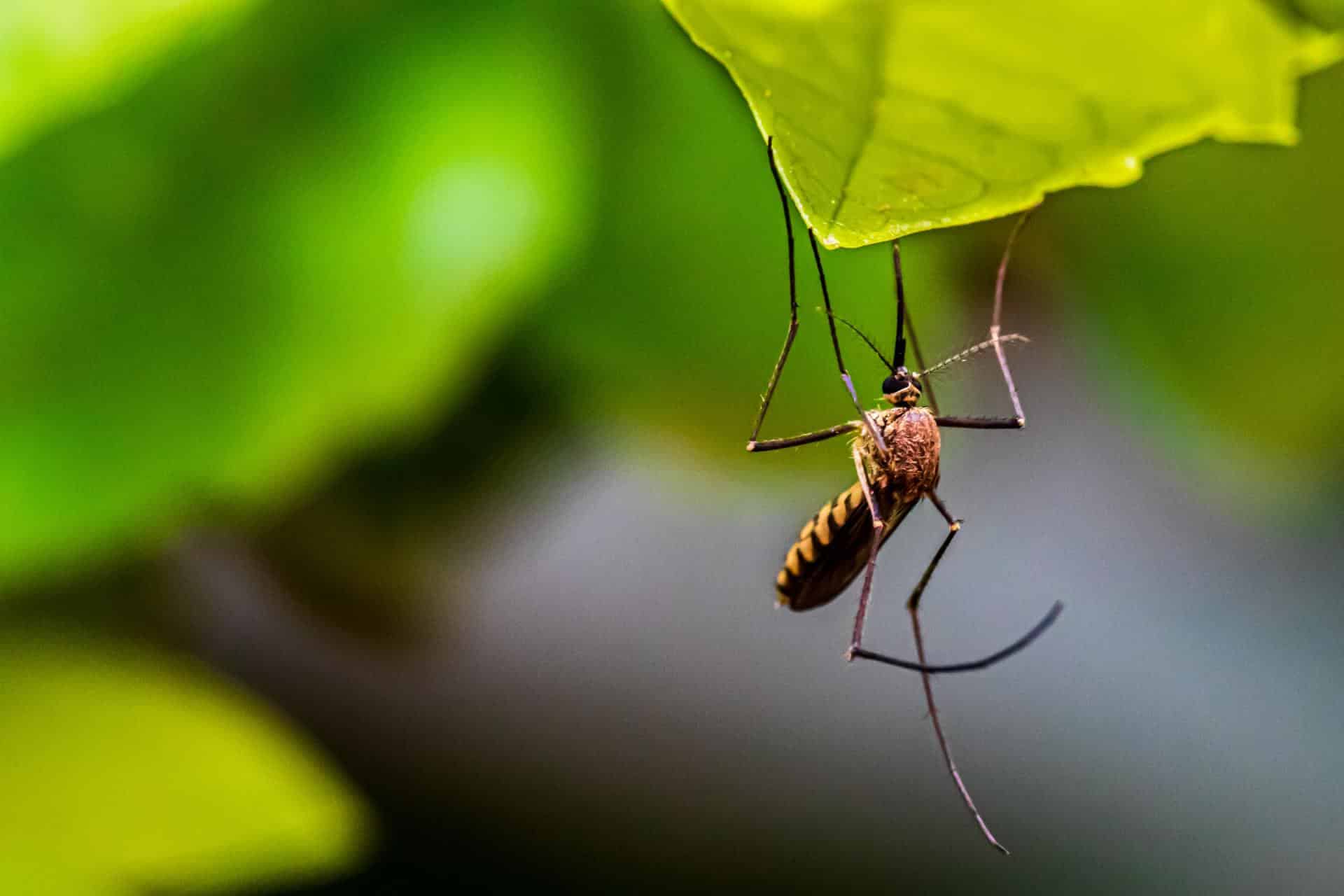 mosquito hanging on a leaf