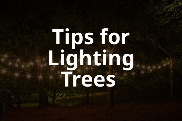 Trees lit up with some string lights with the words, "tips for lighting trees."